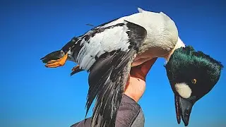 Stale Birds in Open Water | Duck Hunting Season 2025-2026