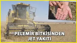 Pelemir Bitkisinden Jet Yakıtı Elde Edilecek