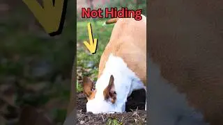Dogs Burying Bones: Bizarre Canine Behaviors Explained!🤯😲