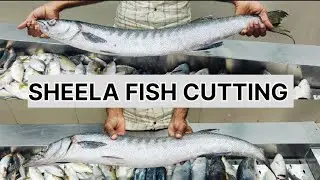 BARACUDA OR SHEELA FISH CUTTING #seafishcutting #fishing #seafood #fishcuting #fishcuting #fishcut