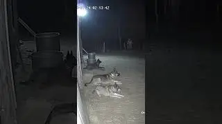 Security Camera Records Dog Facing an Unknown Presence&hellip;#CCTV#Dog#Shorts#Creepy#Scary#Trending#Viral