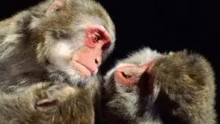 Monkeys Pay for Sex After Learning to Use Money