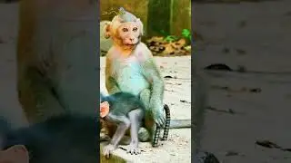 Baby Monkey&rsquo;s Strength Leaves Everyone Speechless #monkey #animals #animallife #wildlife #monkeysr