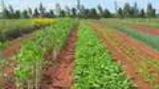 U.S.-Kenyan Farm Project Helps HIV/AIDS Sufferers
