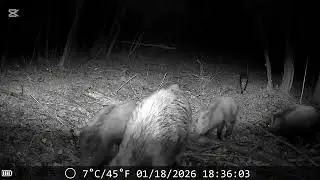 CAMERA TRAP - porcupine,fox,wolf,deer,badger,roe deer,herd of wild boar.