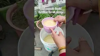 Best organic liquid fertilizer for all plants। Musturd cake liquid fertilizer #shorts