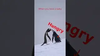 When you have a baby... #inmyfeelings #snowyanimals #penguin #antarctica   #music #nature #moment
