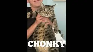 Her name is ✨Ivy✨ #shorts #cats #cute #chonkycats #chonky