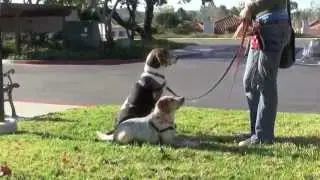 San Diego Dog Training: Obedience Training / Behavior Modification / Behavior Therapy