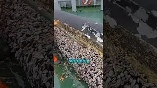 Тайная жизнь морских желудей #забавныефакты #забавныезнания #смешно