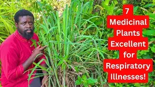 Before You Pull These Herbs, Watch This 🌿 | 7 Powerful Medicinal Healing Plants