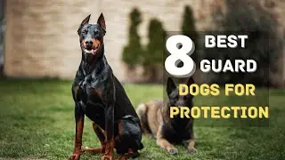 Top 8  Best Guard Dog Breeds for Protection #guraddog #securitydogs #dogsfunny