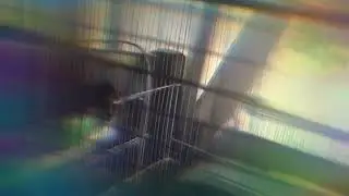 My zebra finch&rsquo;s flying in fast motion