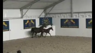 Zangersheide f&ouml;lauktion