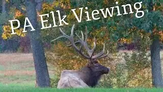 2016 PA Наблюдение за лосями/BIG BULL ELK