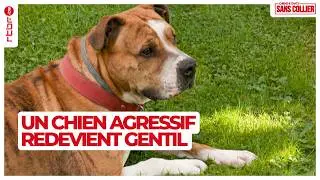 Un chien agressif redevient gentil gr&acirc;ce au dressage - Chiens et chats sans collier S03E04