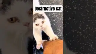 Destructive cat