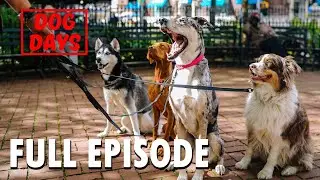 Dog Days | S1 E6 | Reality TV | NYC Dog Owners | Wild America Animal Channel