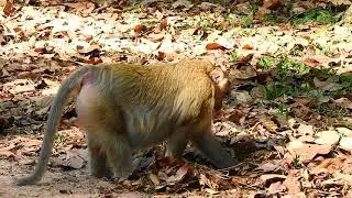 Monkey Briget try find food alone