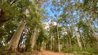 Pemberton to Walpole Adventure – Tree Tops, Forest Drives & Nature Trails 2025