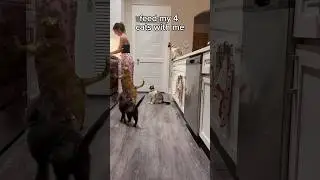 dinner time with 4 cats 😅