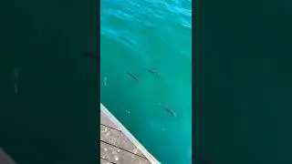 Why nobody fishing at port Barcelona ?