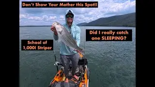 Striped Bass Beatdown on Mega Live 2