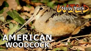 American Woodcocks of New York City