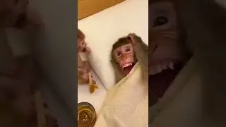 &ldquo;Sleeping Monkey Gets Wax Prank 😱 His Reaction Is HILARIOUS 😂&rdquo;#funny #funnyanimal