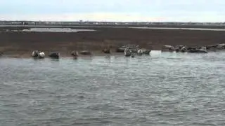Capt Lou's Long Island Seal Watching Tours