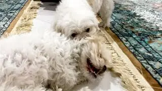 🐶Mocha and bitsy | fight again Who is going to bite the other one? 😬