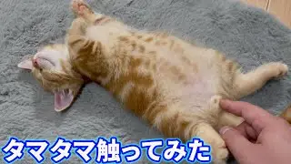 子猫のタマタマ触ってみた