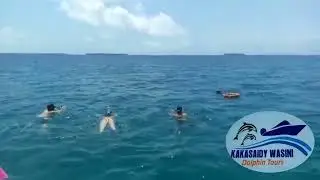 snorkeling with Dolphins in Kisite marine national park wasini Island 🏝️