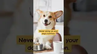 Essential Pet Care Tips: Ensuring Your Dog's Well-being and Health | Mellow Perro