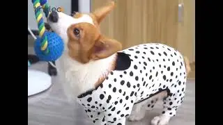 Cute Polka Dots! Stretch Cute Pet Pajamas for Small And Medium-sized Dogs Home Clothes