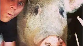 Resident Match Day, An Irish Family Tradition and Reuniting With Our Family Pig, Macon!