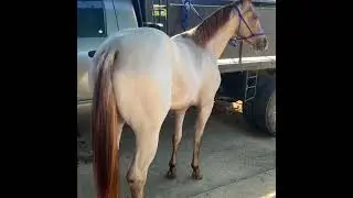 ​&iexcl;Futuro Campe&oacute;n en el Horizonte! 🚀​ #caballos #coleo #horses #potros #millionaire #teampenning