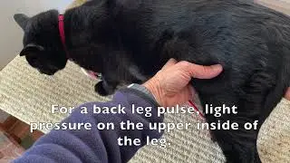 Heart Rate and Pulse at Home for Dogs and Cats