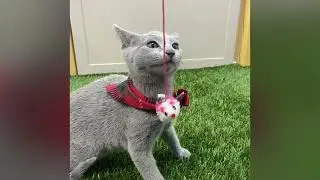 Panda - Russian Blue Kitten for Sale in Dallas, Texas