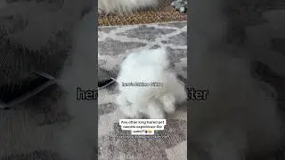 American Eskimo Shedding Season