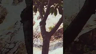 Perwagagh waterfall during monsoon... ❤️❤️ प्राकृतिक सौंदर्य। jharkhand || khunti|| Ranchi|| #travel