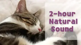 [No Ads] 2-hour cat music therapy | soothe your cat's anxiety| Relaxing Forest and bird sounds
