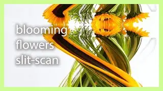 Blooming Flowers Slit Scan AFTER EFFECTS MAGIC