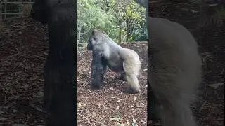 Silverback gorilla attracting his troop