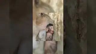#Shorts Adorable newborn baby monkey get milk so full episode #1