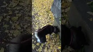 20251123-カンチ＆トミ-銀杏並木のお散歩 #柴犬 #shibainu