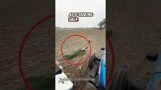 The kind people rescued a peacock and helped it return to the wild #rescue #peacock