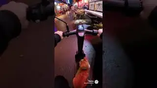 POV: Riding an electric scooter, a cat jumps up and tries to take the spot. #funny #catsofinstagram