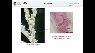 Bryozoa y Brachiopoda 2022