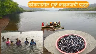 कोकणातील मुळे काडण्याची पद्धत कुंभवडे बाणेवाडी ता.राजापूर 2026